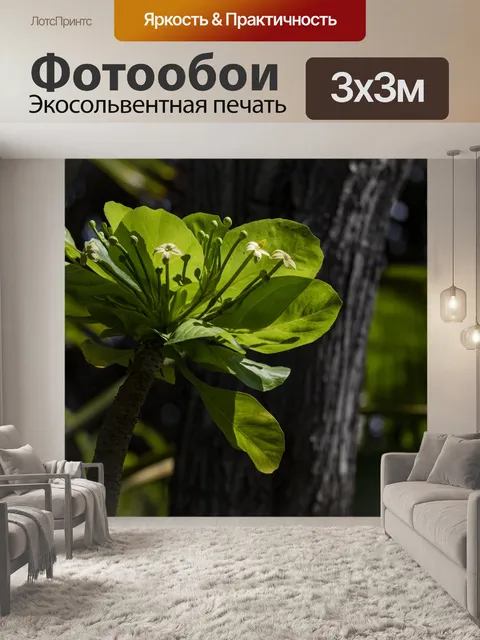 Фотообои Африканское растение