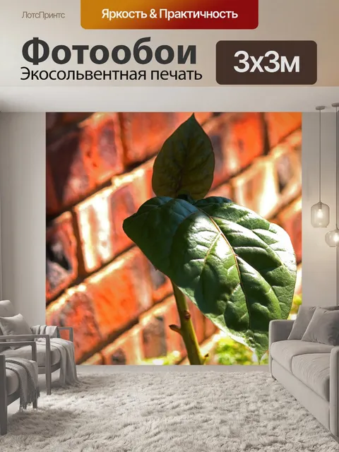 Фотообои верхние листья молодого дерева помидор