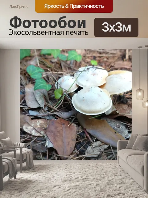 Фотообои Грибы