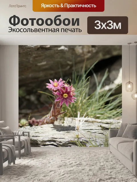 Фотообои Камнеломка