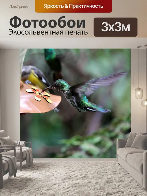 Фотообои Колибри