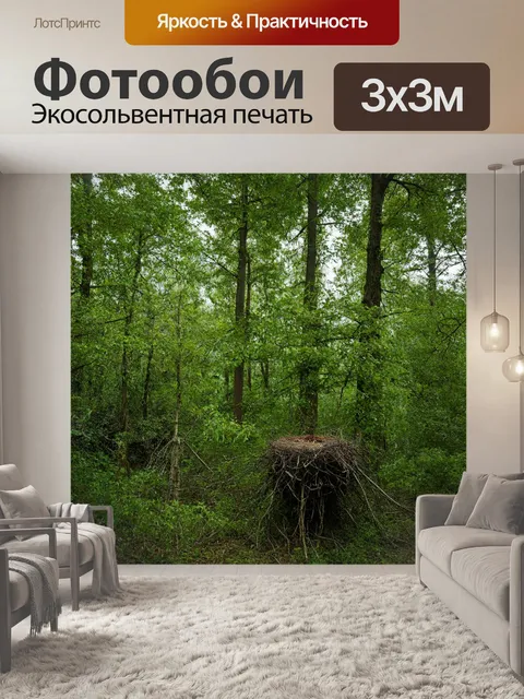 Фотообои смешанный лес, разнообразие древесных растений, высотные деревья, птичьи гнезда, мирное утро