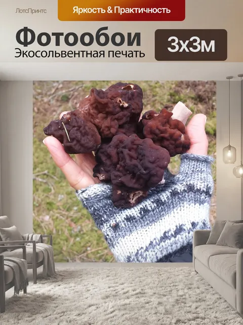 Фотообои Гриб
