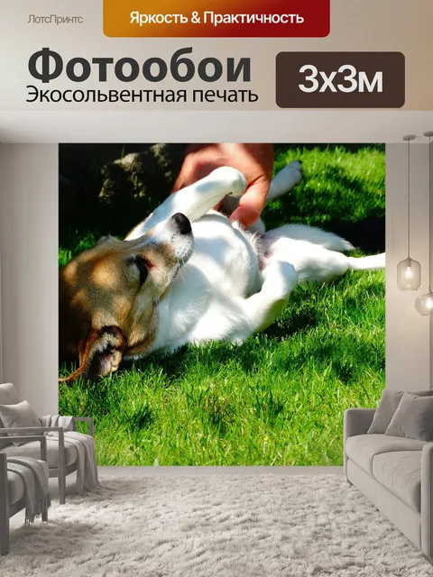 Фотообои Собака