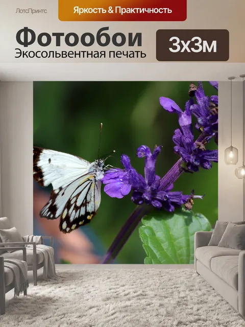 Фотообои Бабочка