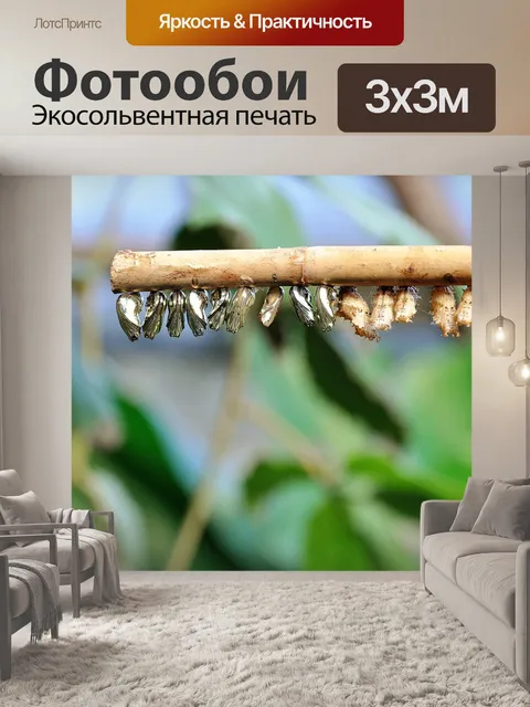 Фотообои Бабочка куклы
