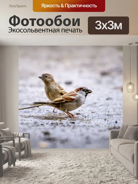 Фотообои Воробей