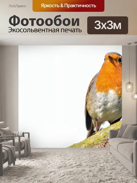 Фотообои Робин Эритакус рубекула