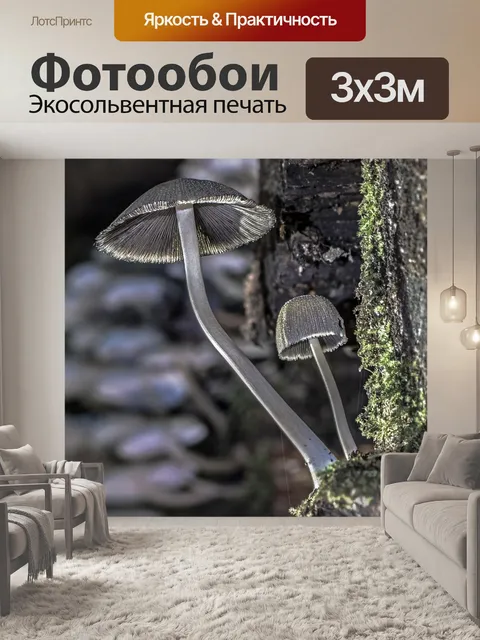 Фотообои Гриб