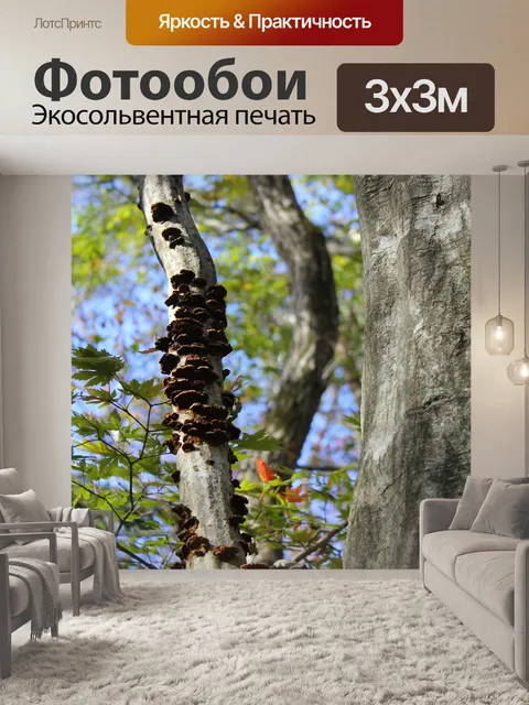 Фотообои Дерево