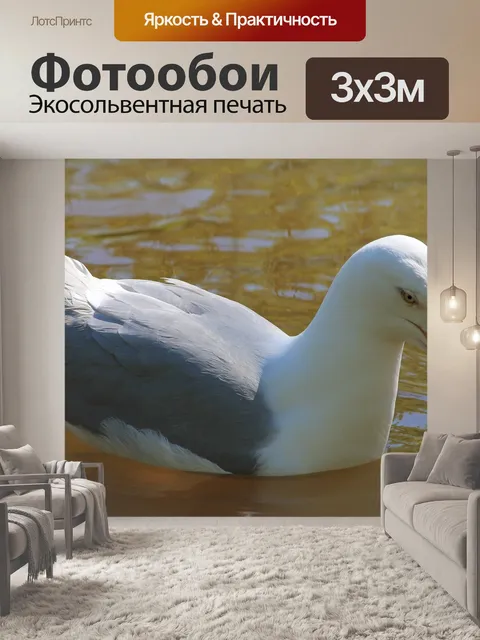 Фотообои Чайка