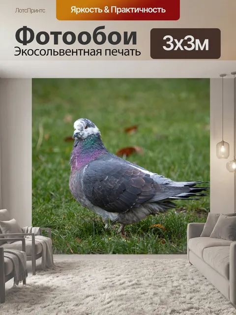Фотообои Домашний голубь, городской голубь