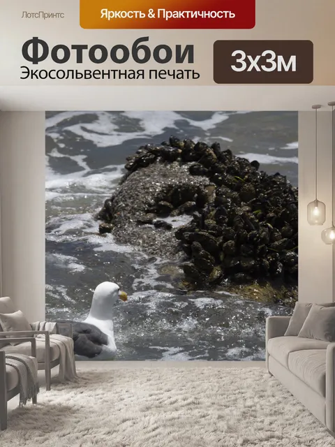 Фотообои чайка