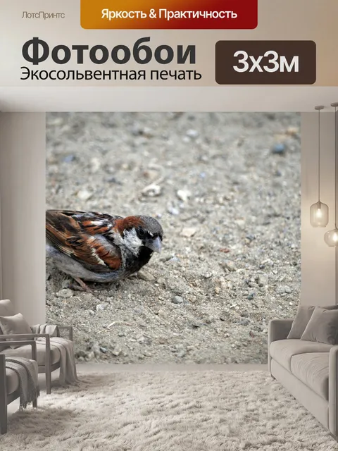 Фотообои Воробей