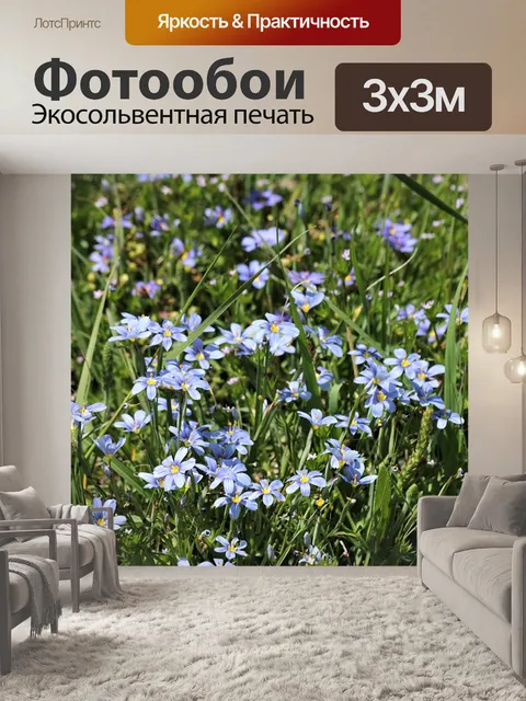 Фотообои Голубоглазая трава в зеленом поле