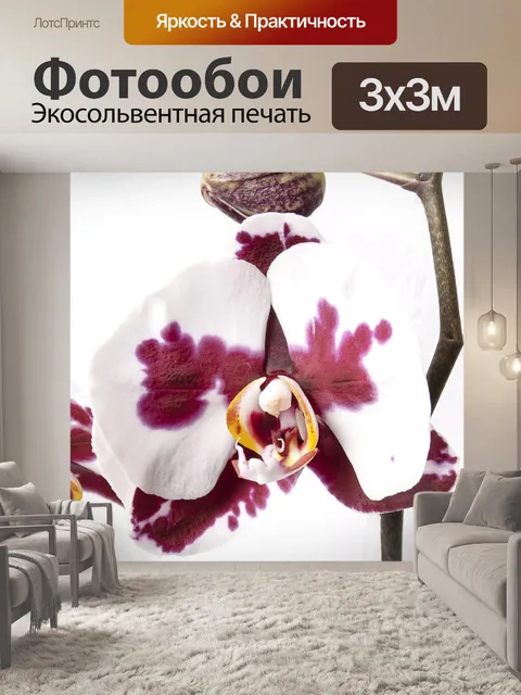 Фотообои Фаленопсис