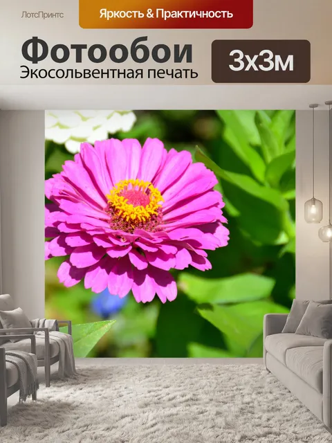 Фотообои Anemone цветка