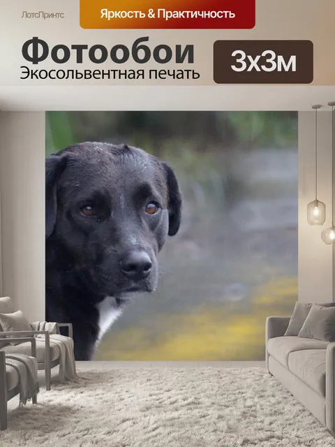 Фотообои Животное