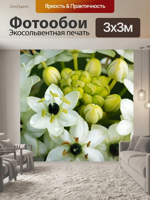 Фотообои белая головка цветка орнитигала