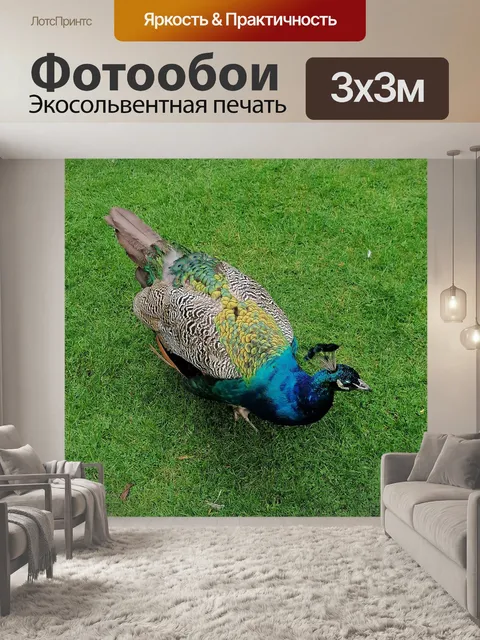 Фотообои Павлин