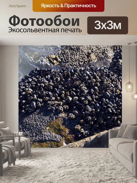 Фотообои Мидии и морские анемоны