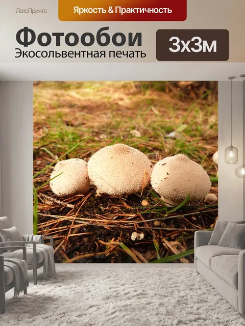Фотообои Грибы