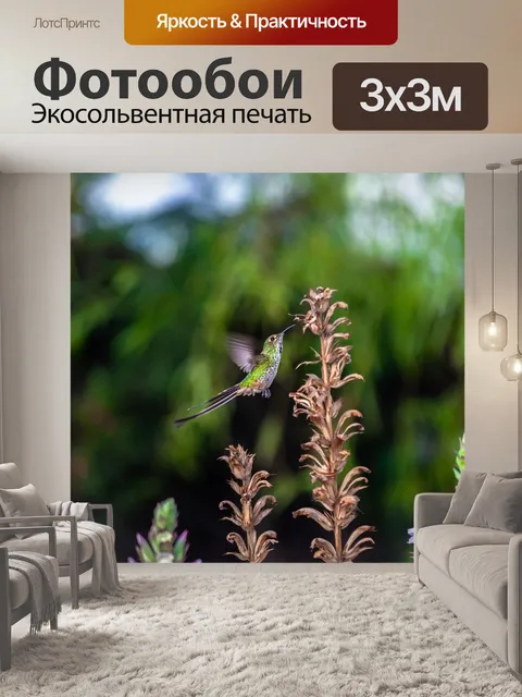 Фотообои Колибри