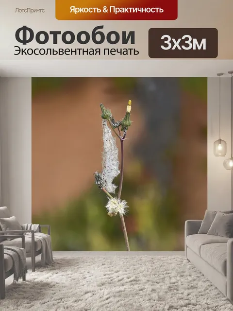 Фотообои Цветы
