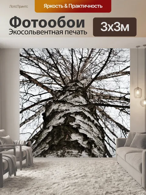 Фотообои Береза