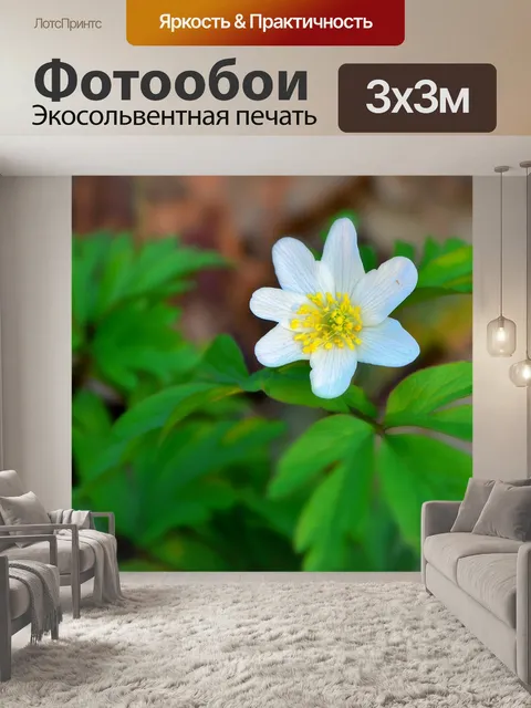 Фотообои Древесные анемоны