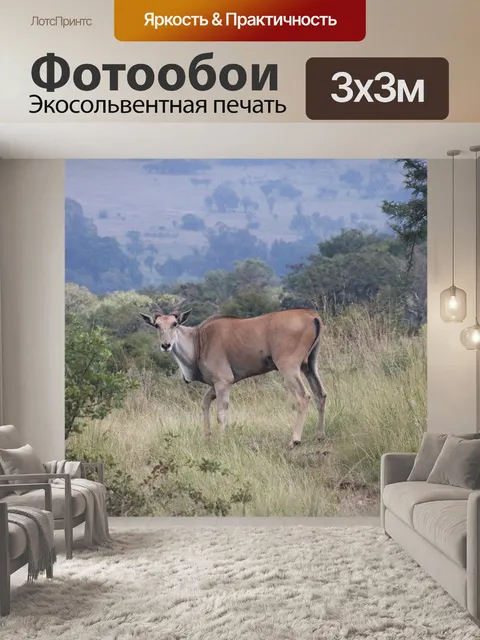 Фотообои канун антилопы в открытом лесу