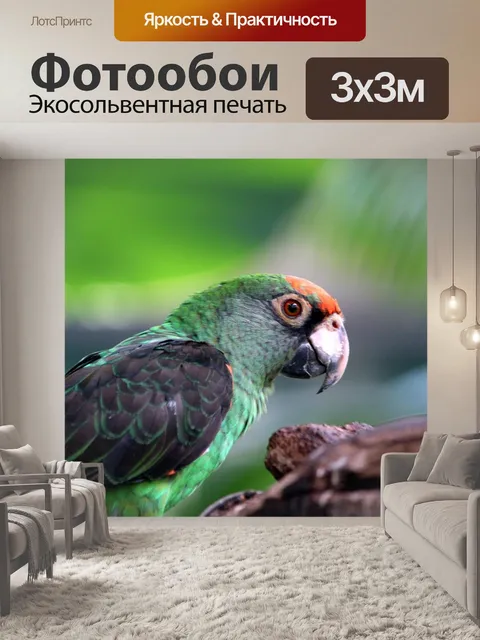 Фотообои Попугай
