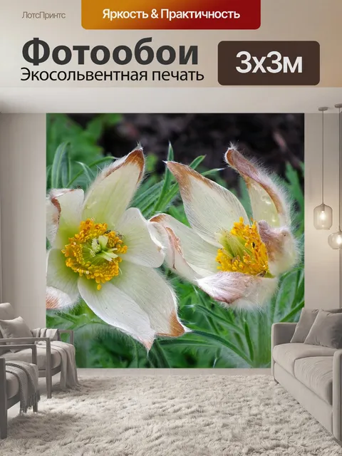Фотообои Цветы