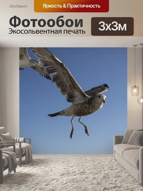 Фотообои Незрелая Чайка