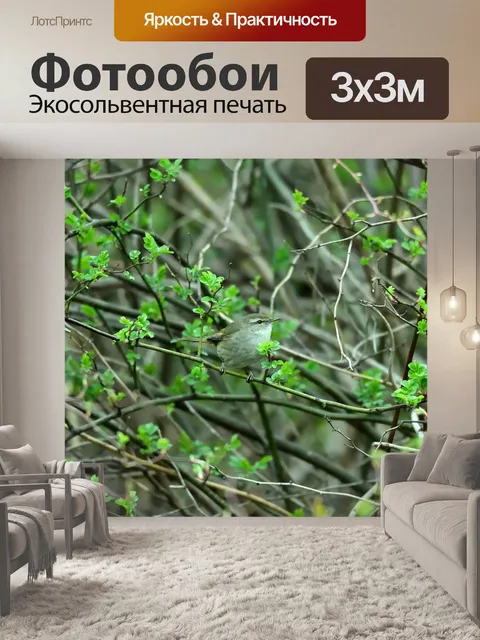 Фотообои Птица