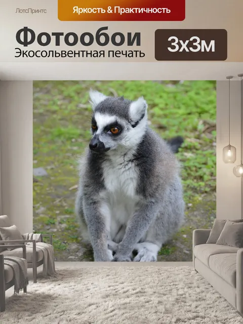 Фотообои Кольцо лемуров 2