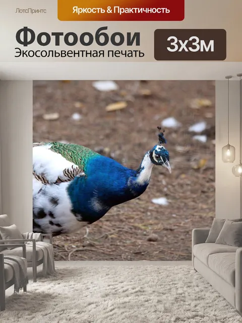 Фотообои Павлин