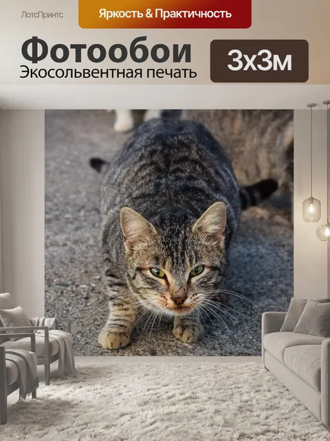 Фотообои Кошка