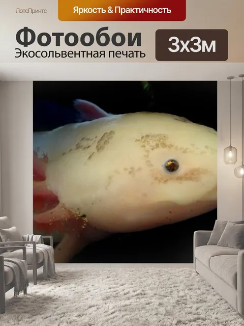 Фотообои Аксолотль или мексиканская саламандра