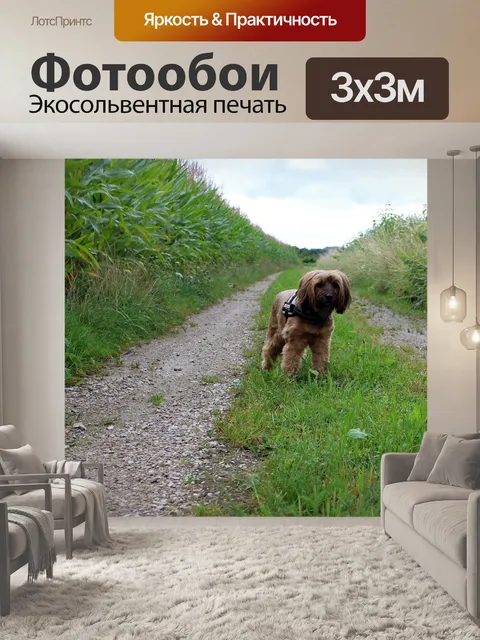 Фотообои Собака