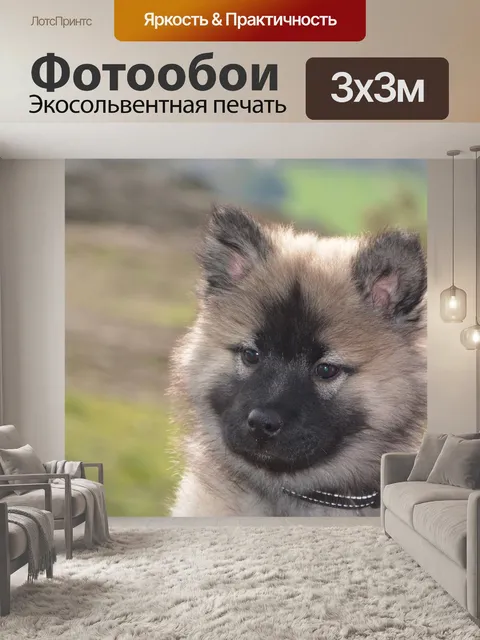 Фотообои Собака