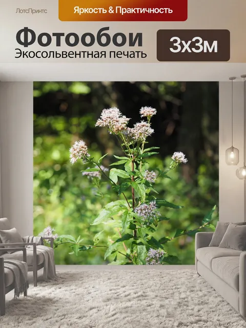 Фотообои Цветок
