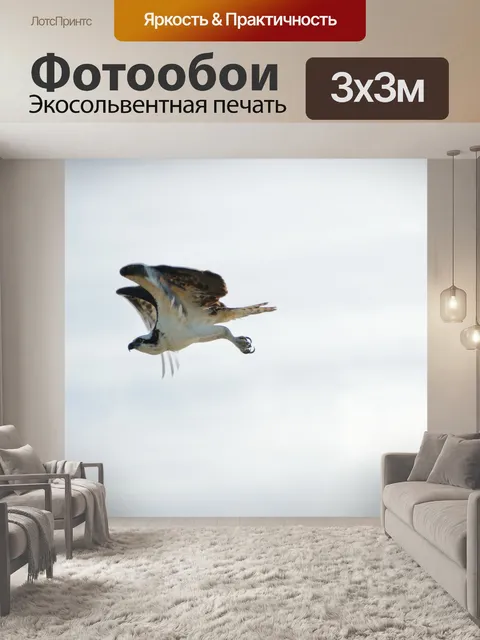 Фотообои Скопа в полете