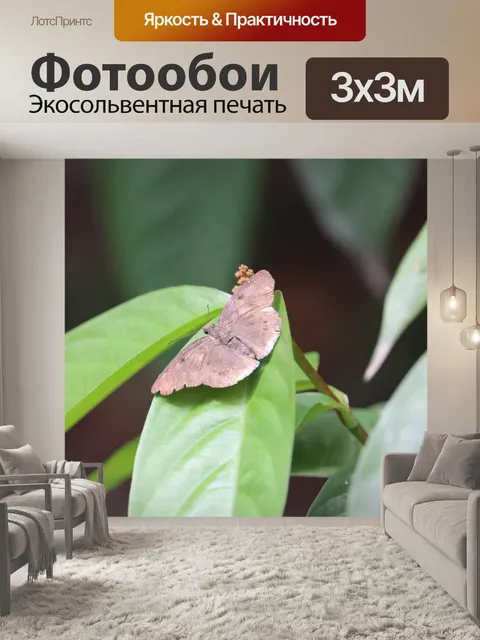 Фотообои Бабочка
