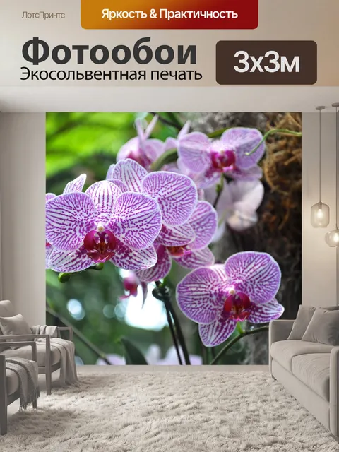 Фотообои Орхидеи