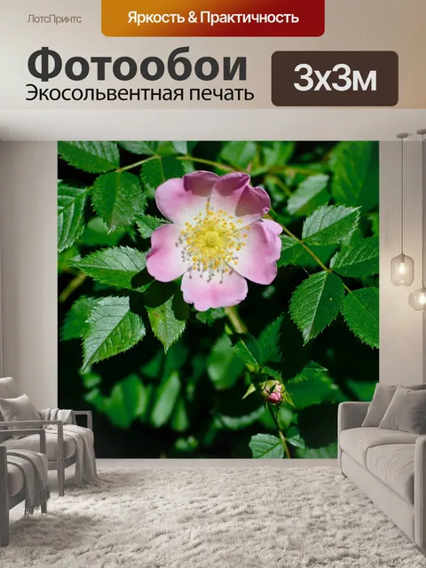Фотообои Древесные анемоны