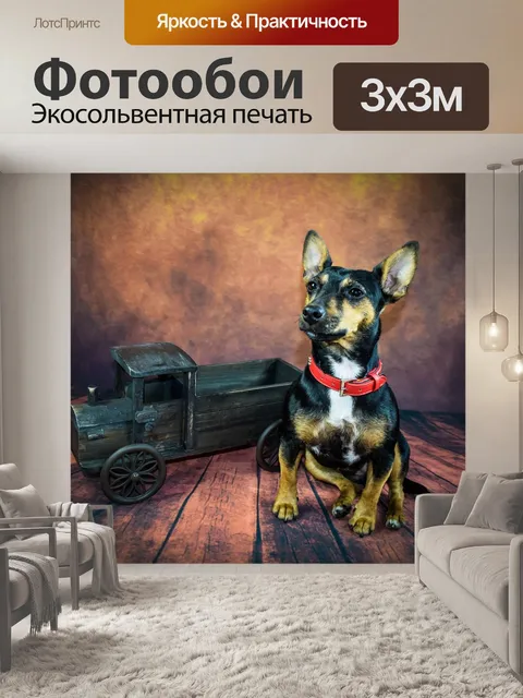 Фотообои Собака