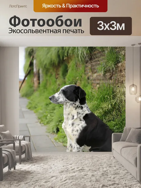 Фотообои Собака