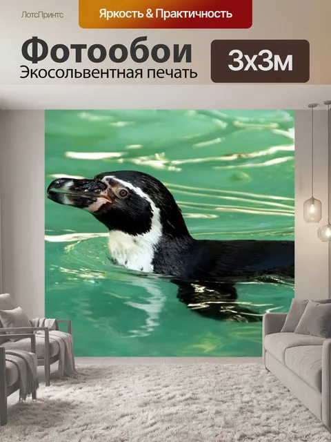 Фотообои Пингвин водолазный зоопарк