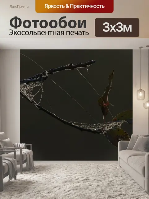 Фотообои Паутина